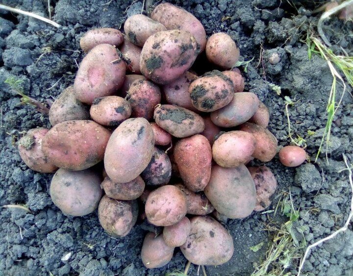 ����� �������� ���������: ��� �������� �������� ������ � �������� ���� ��������