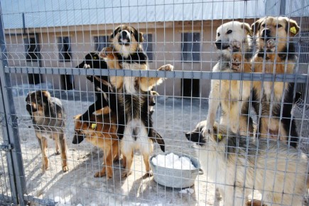 Сокращение популяции волкособов, пункты временного содержания и гуманное умерщвление: как депутаты решают вопрос безнадзорных животных