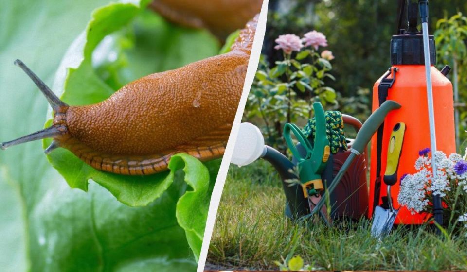 ��� �������� ��� �� ������� ������: ����������� ������ � ������