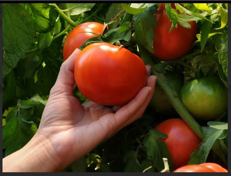 ������� �������� ������� �������: ������ ��������� ������