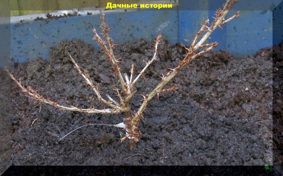 ������� ������� ����������: ������ ��� ��������