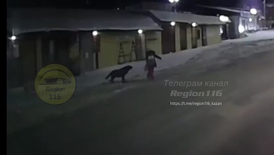 Бездомные собаки продолжают держать в страхе казанцев