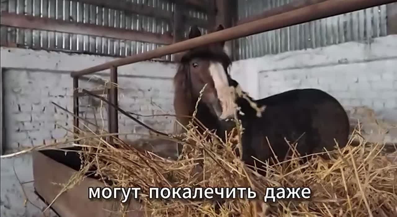 В 2022 году отец и сын Расих и Руслан Мифтяхетдиновы построили в Буинском районе крупную конеферму