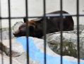 В Казани бурый медведь Фома впал в спячку