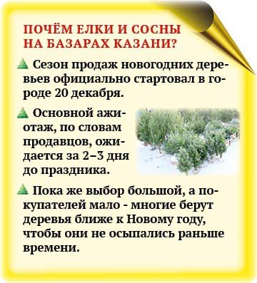 Почем елки и сосны на базарах Казани?
