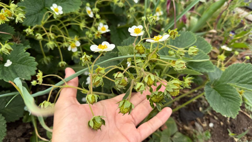 ��� ������� ���� ����� ������������ ���� � ������ ������ ��������