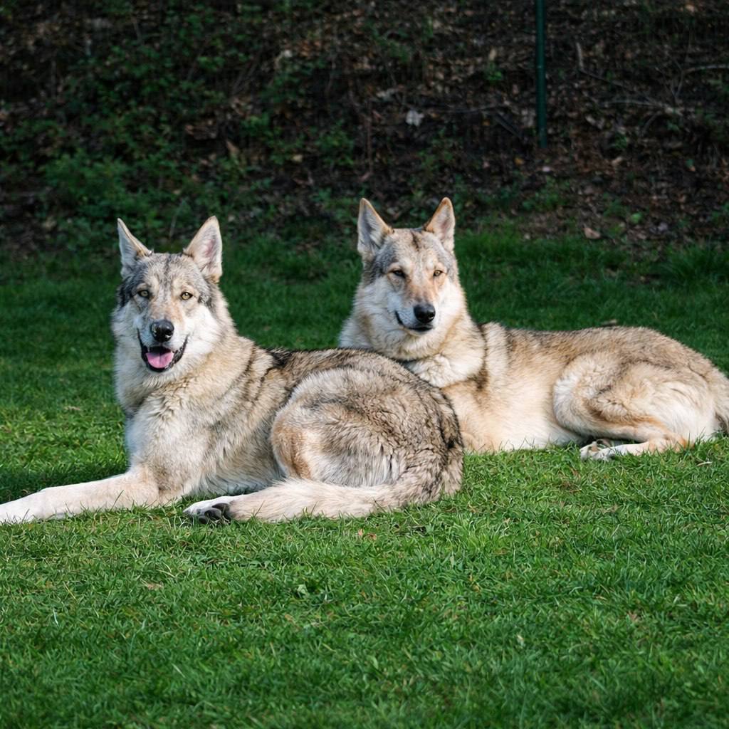 В Татарстане разрешили охоту на волкособов