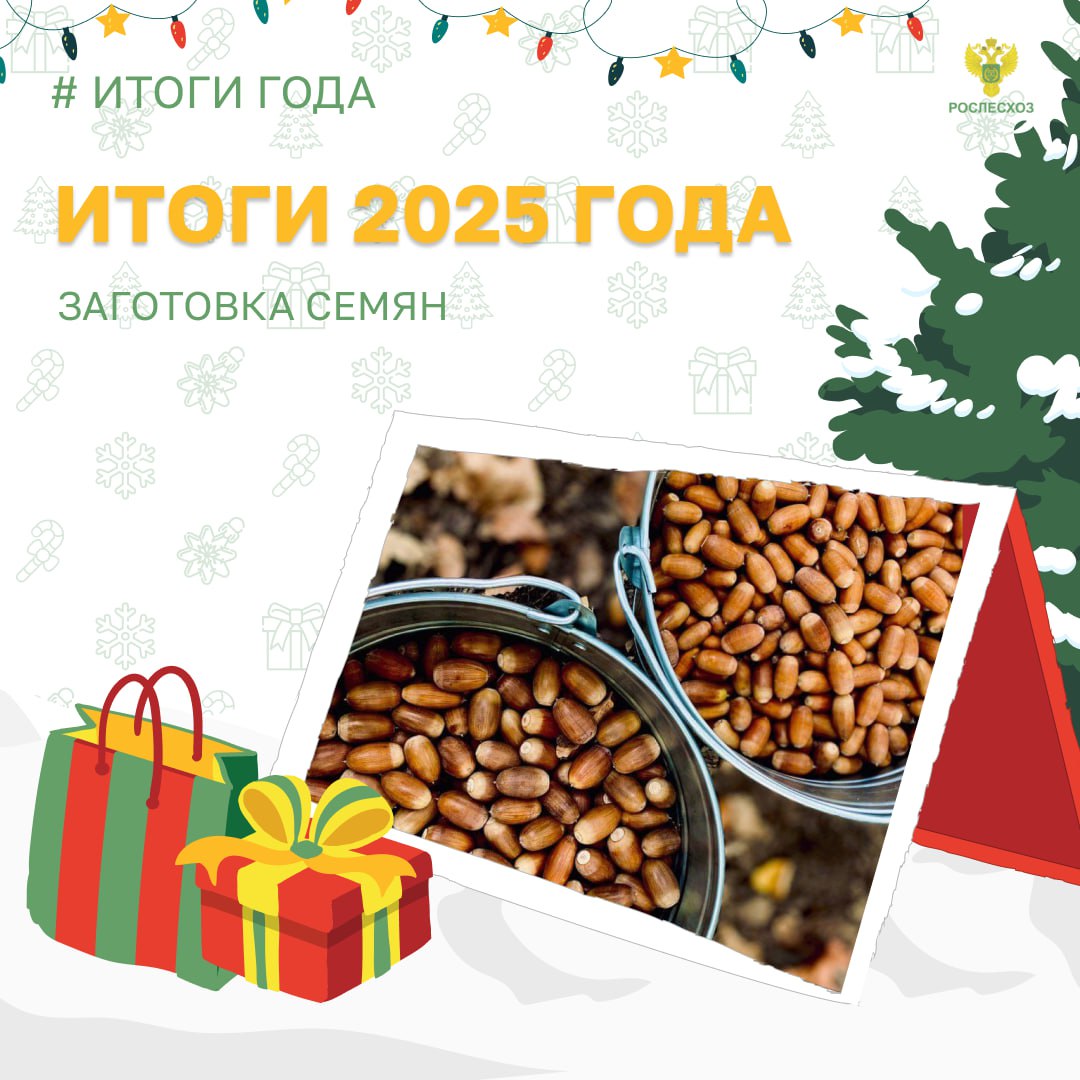 Важная часть лесовосстановления - заготовка семян лесных растений