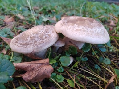 ������� ��������: ���������� ���� � ������������ ����������