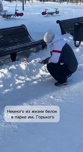 Белочки в парке им. Горького никого не оставляют равнодушными