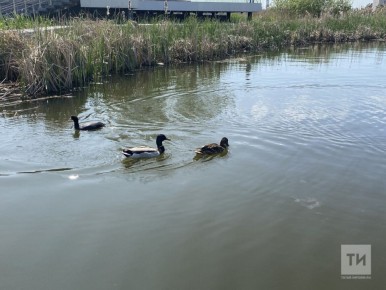 � ���������� ����������� ����� ����� �� �������� ����