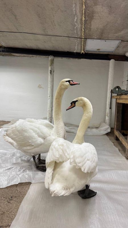 Житель Альметьевска помог спасти краснокнижных лебедей-шипунов