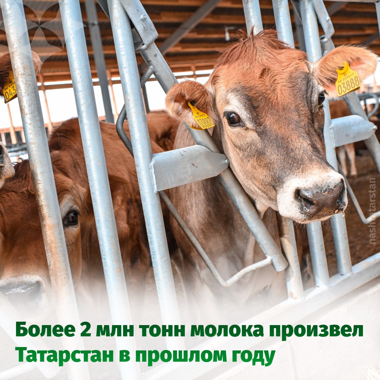 В Татарстане выросло молочное производство