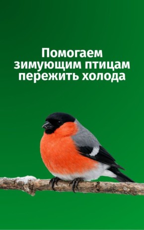 Знаете ли вы, какая еда полезна для зимующих птиц?