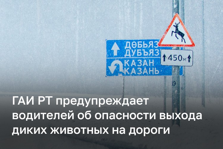 В ГАИ РТ предупредили о диких животных на трассах