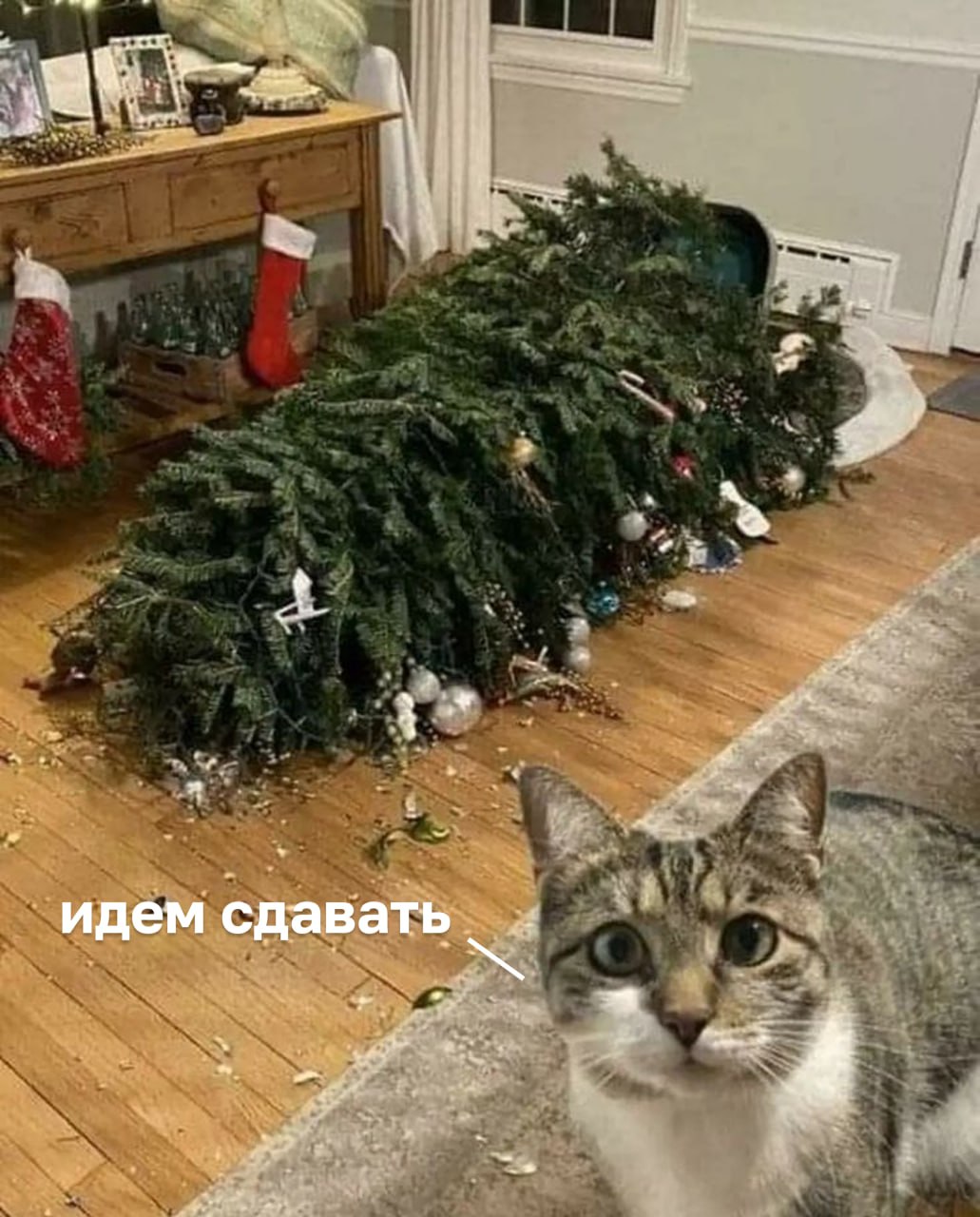 В Казани с 13 по 31 января будет действовать акция по сбору и переработке хвойных деревьев «Елки-палки»