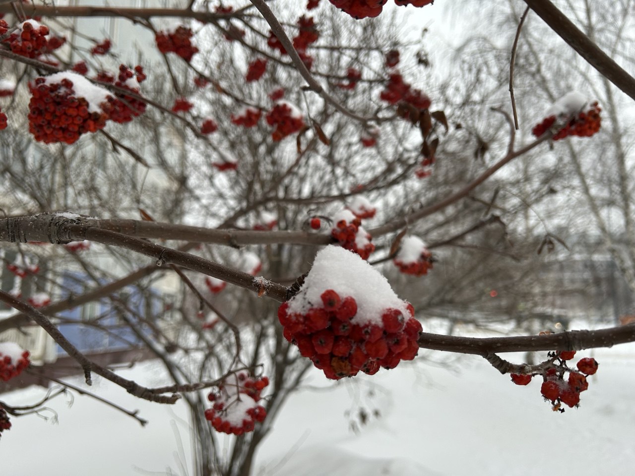 Сегодня снега не ожидается, днём -8, к вечеру похолодает до -12