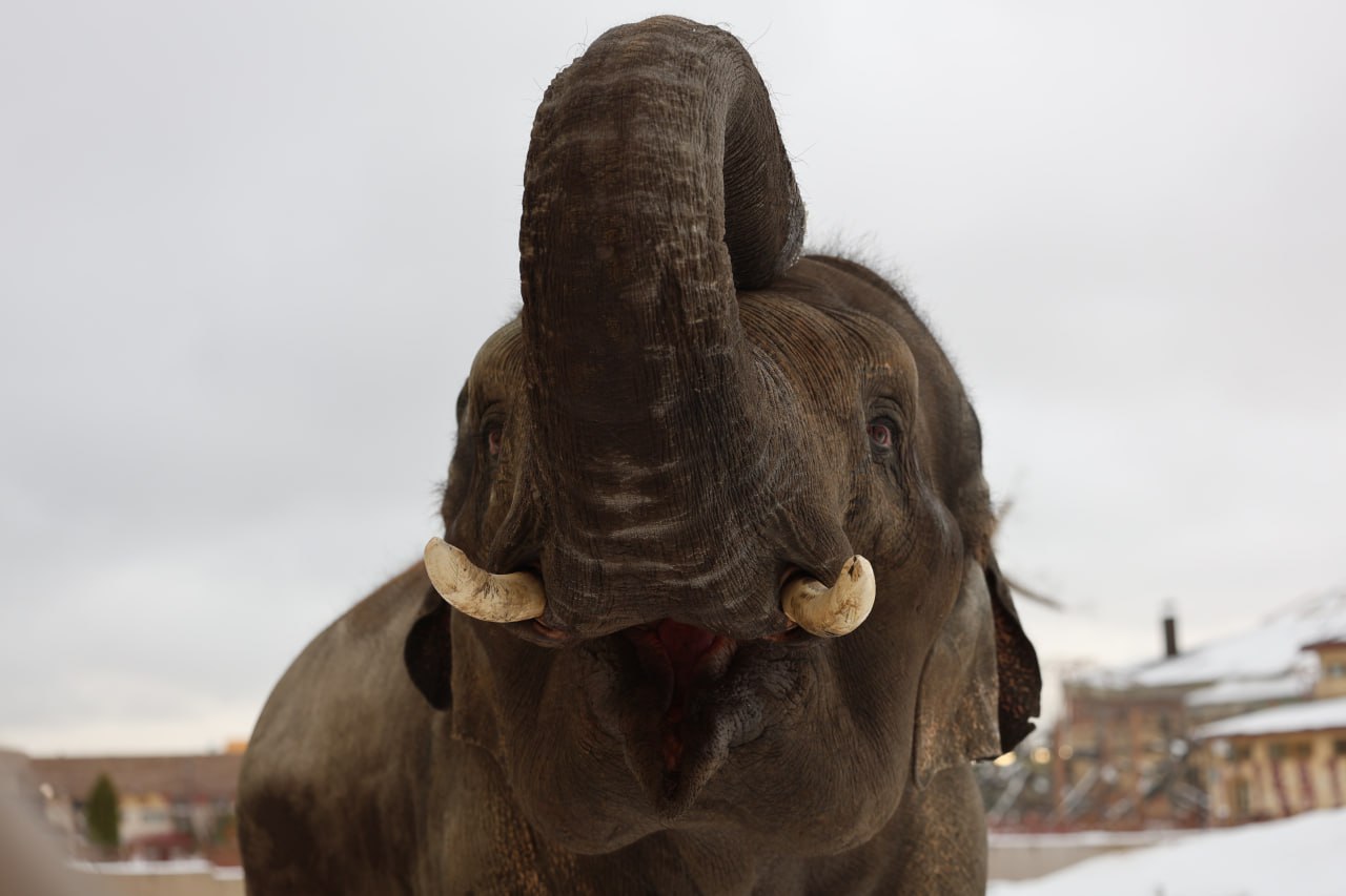 Какой обитатель зооботсада лучше всего передает ваше настроение этим утром? Какой обитатель зооботсада лучше всего передает ваше настроение этим утром?