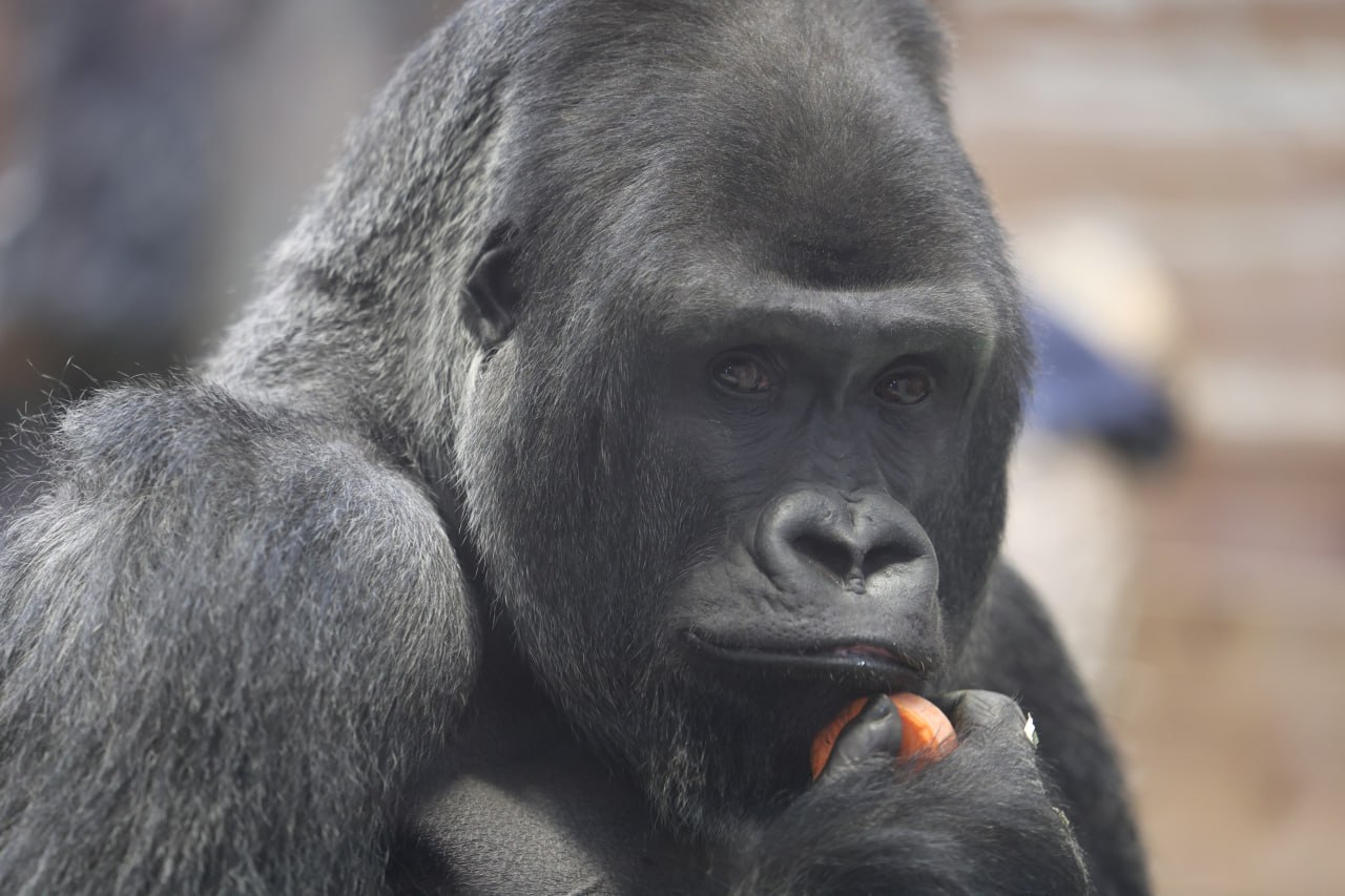 Какой обитатель зооботсада лучше всего передает ваше настроение этим утром? Какой обитатель зооботсада лучше всего передает ваше настроение этим утром?