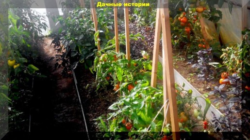 Секреты здоровых томатов: защита от грибковых заболеваний в теплице