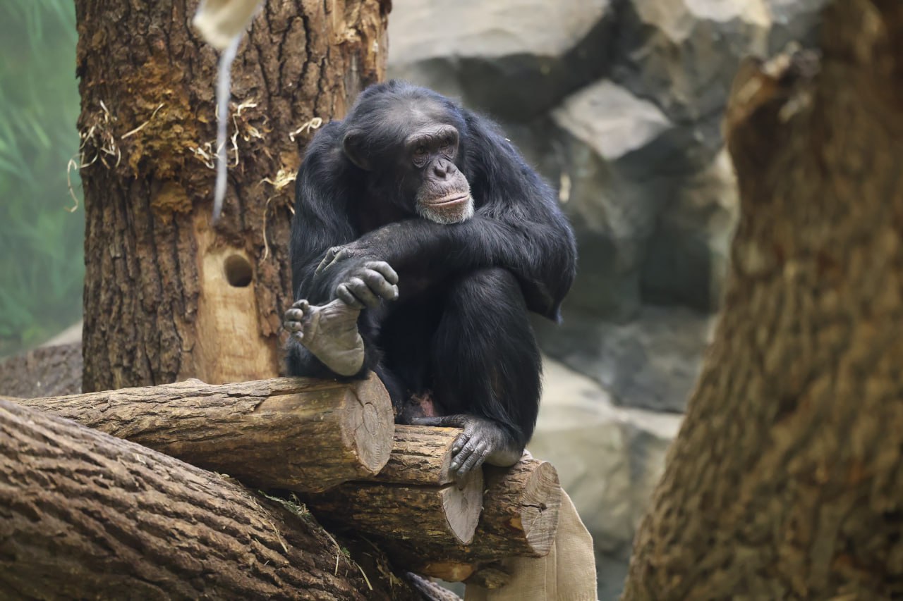 Какой обитатель зооботсада лучше всего передает ваше настроение этим утром? Какой обитатель зооботсада лучше всего передает ваше настроение этим утром?