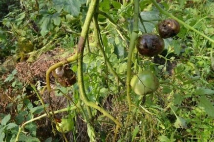 ������ � ����������: ��� ������ ������ ������� � �������