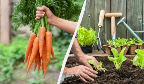 ��� ��������� ����������� ����� ����� �������: ������ ��� ��������