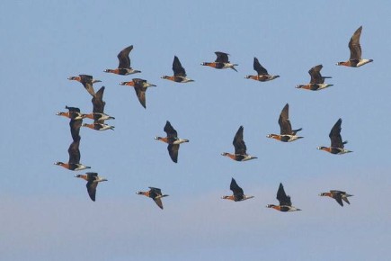 � ���������� ��������� ������ ���������� ����������� ����� ��������