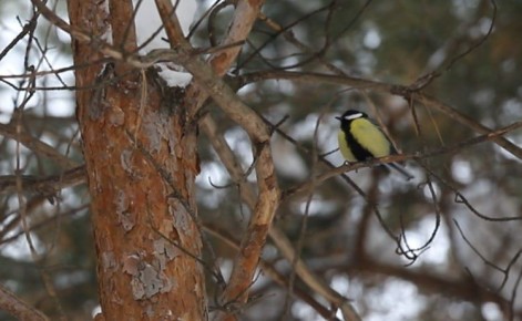 ����� � ������: �� ������� ������� ������� ����� ������ � -14...-18 ��������