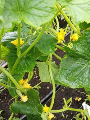 ������� ����: ��� ������� ������� ����� �������