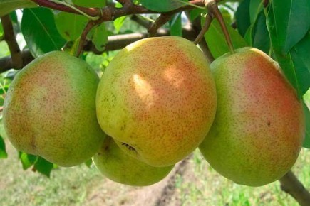 ����� ����: ����� ������� ��������� ������� �������