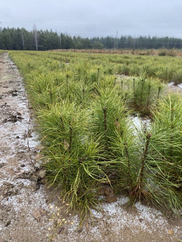 ����� �������� ���������� ���������� ������� ������