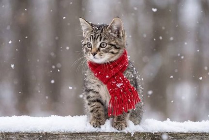 ���� �������� �������: ������� � ���������� ������ ������