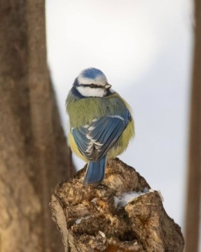 ���������� ����� ����� �������