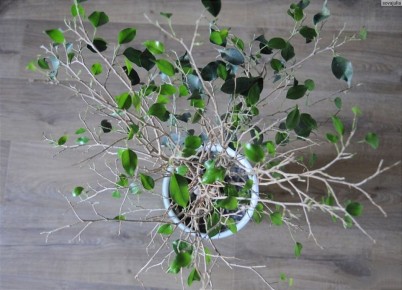 ����� ����� ���������� ������ ���� ������: ������� ����� � ���������