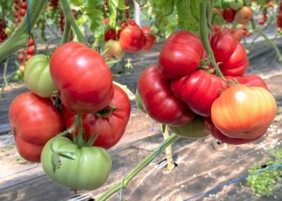 ����� ������������: ���� � ���� ��� �������� ��������