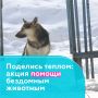 В Нижнекамске организован сбор корма и ветоши для бездомных животных