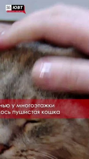 "Пушистый талисман". Осенью среди многоэтажек появилось пушистая кошка