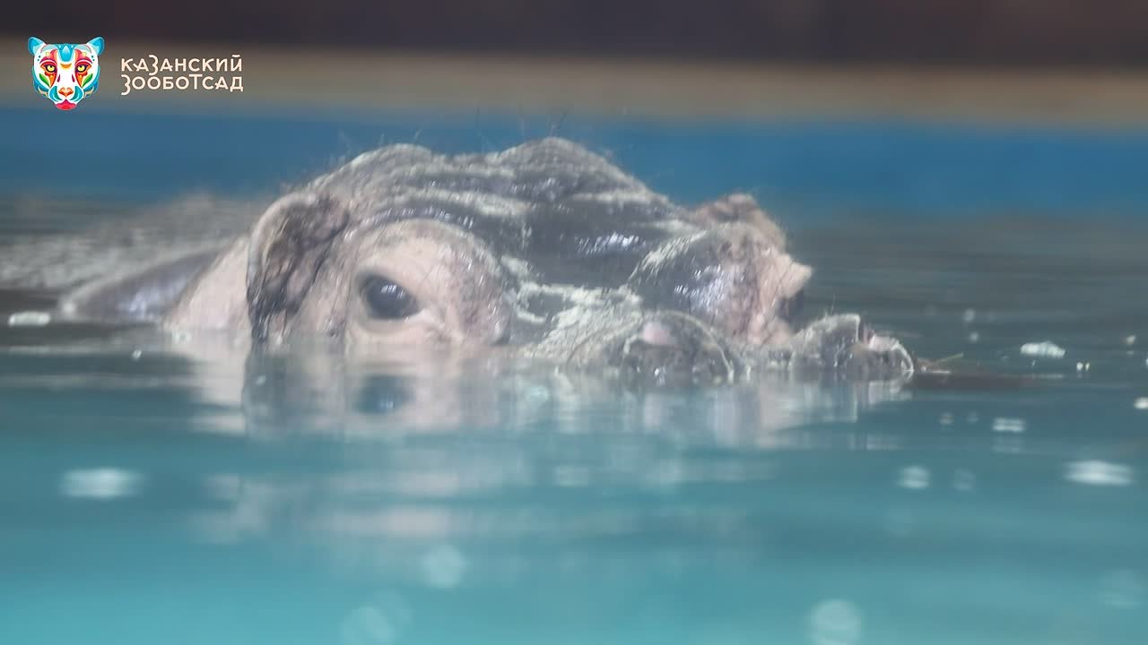 Бегемотиха Захария в зоопарке живет свою лучшую жизнь