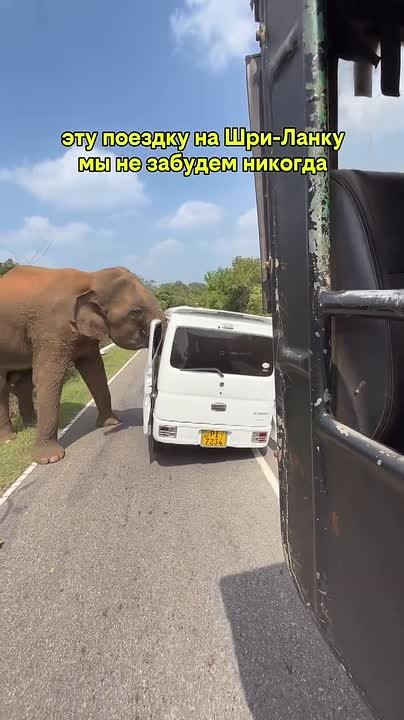 На Шри-Ланке туристы из Казани оказались в опасной ситуации после встречи с диким слоном