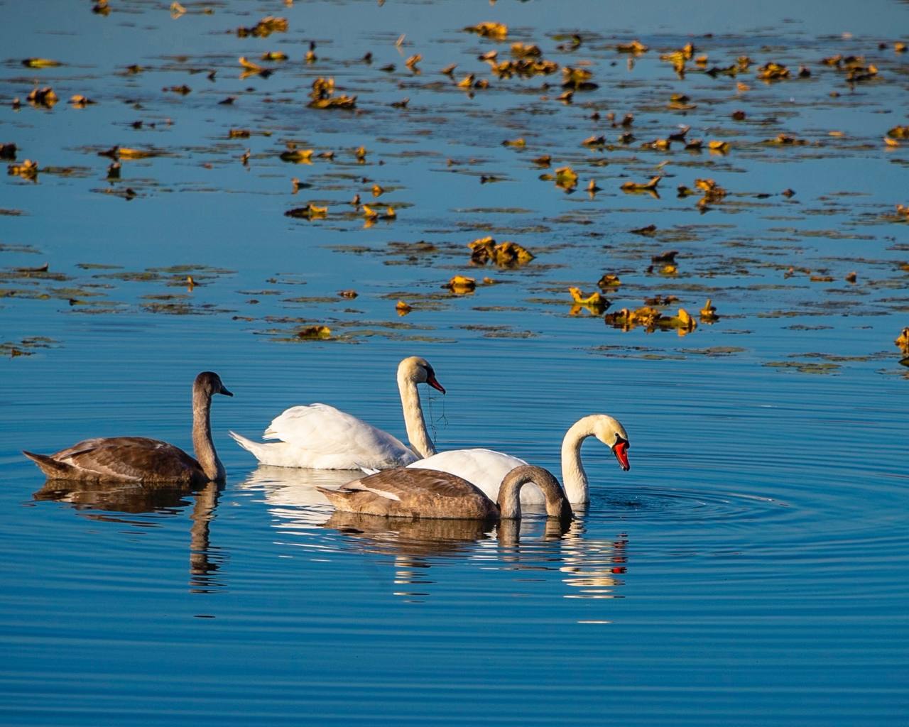 Готовимся к 60-летию Нижнекамска вместе! Готовимся к 60-летию Нижнекамска вместе!