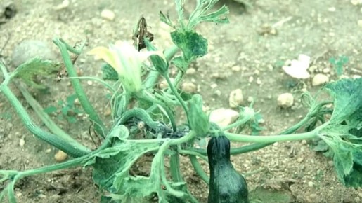 Как дедовский метод спасает кабачки от летней жары