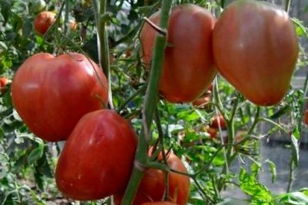 ��� ��������� ��������� ������ ����� ������ ����