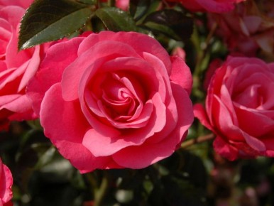 ��� ������� ������� ��� ���: ����� � �������������������� ��� ����� ����������