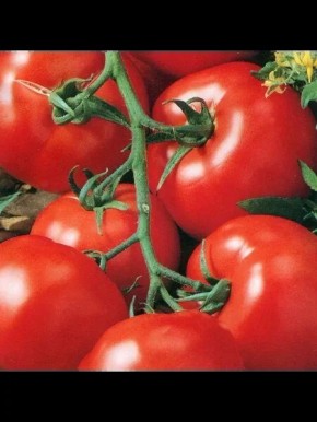 ����� ����: ������ ������ � ��������������� ��� ��������� ������