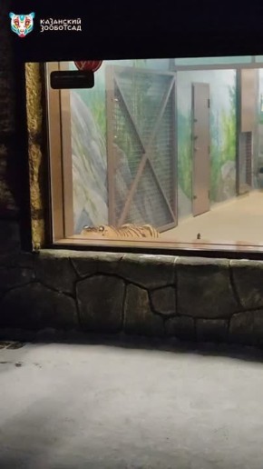 Тигры Басур и Саяна набрались смелости и стали «выходить в люди»