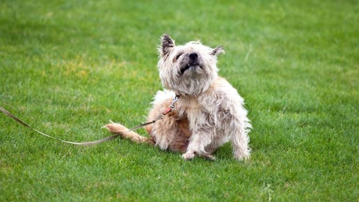 ������ ��� ����� ������� � �������: ������� �������� ����� �� �����