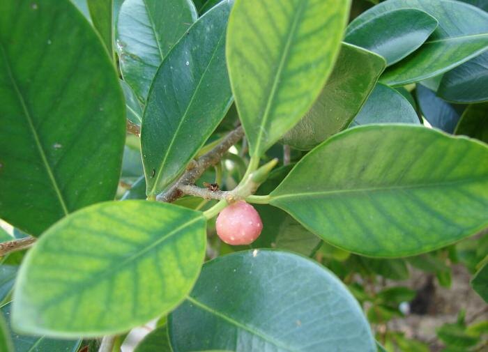 Почему фикус перестал расти: основные причины и советы по уходу