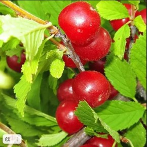 Внимание: из запрещенного в продажу – опасные садовые химикаты вернулись