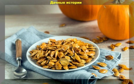 Как вырастить тыкву мечты: секреты и советы для максимального урожая